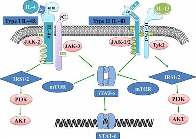 Interleukin 4 Affects Epilepsy by Regulating Glial Cells: Potential and Possible Mechanism